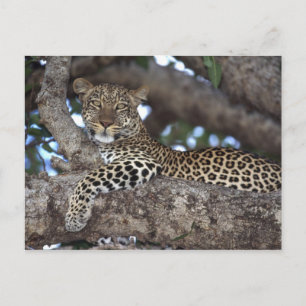 Carte Postale Afrique. Kenya. Masaï Mara. Leopard (Panthera)
