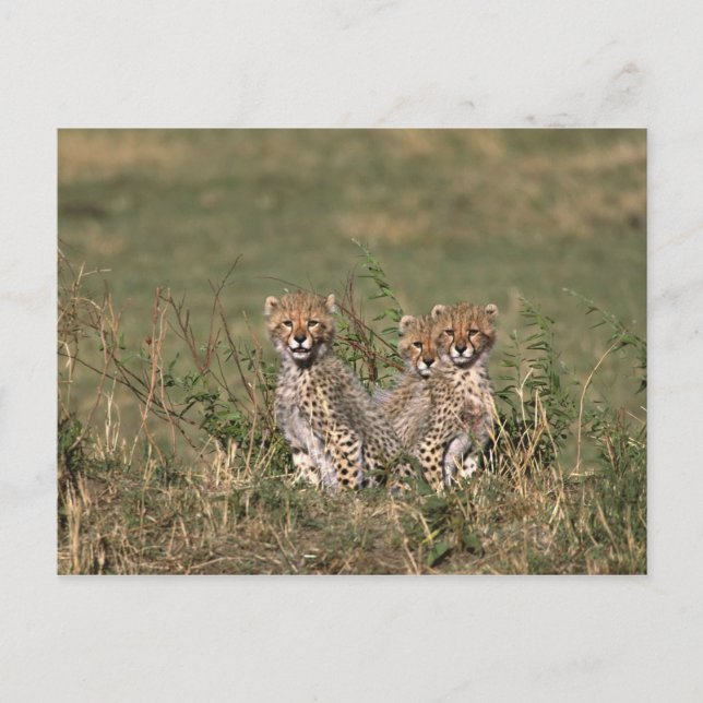 Carte Postale Afrique ; Kenya ; Masai Mara ; Trois bébés guépard (Devant)