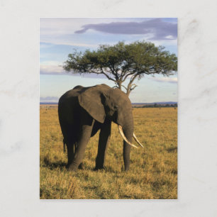 Carte Postale Afrique, Kenya, Massaï Mara. Un élégant
