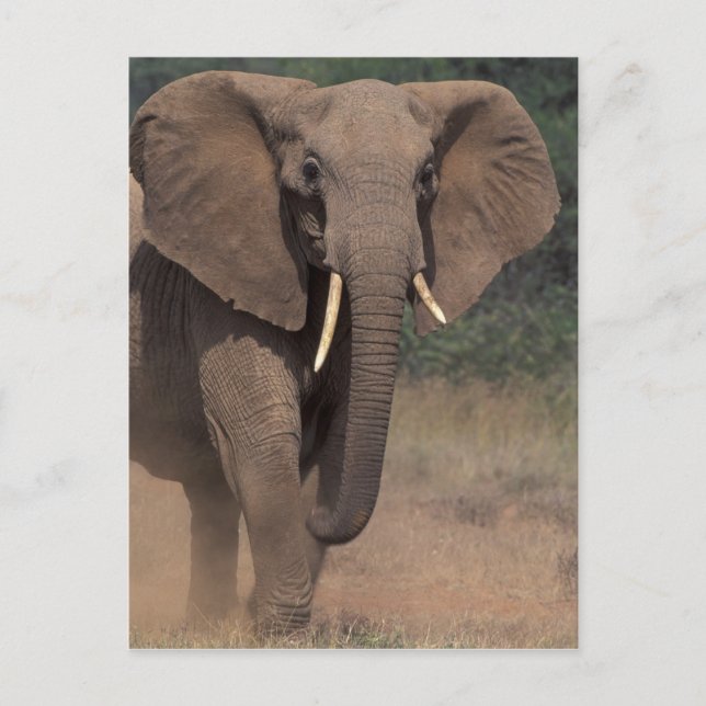 Carte Postale Afrique, Kenya, Nanyuki, Mpala. Eléphant africain. (Devant)