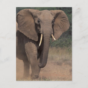 Carte Postale Afrique, Kenya, Nanyuki, Mpala. Éléphant d'Afrique