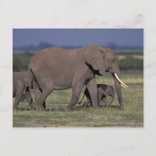Carte Postale Afrique, Kenya, Parc national d'Amboseli. Africain