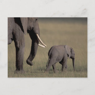 Carte Postale Afrique, Kenya, Parc national d'Amboseli. Africain