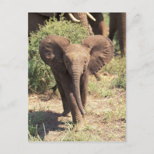 Carte Postale Afrique, Kenya, Parc national d'Amboseli. Africain