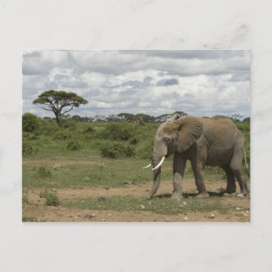 Carte Postale Afrique, Kenya, Parc national d'Amboseli, éléphant