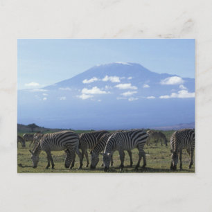 Carte Postale Afrique, Kenya, Parc national d'Amboseli, Troupeau