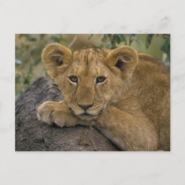 Carte Postale Afrique, Kenya. Portrait d'un lion. (Devant)