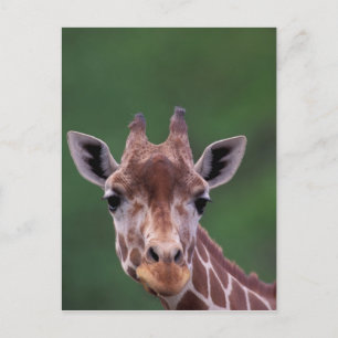 Carte Postale Afrique, Kenya, Ranch Impala. Réticulé