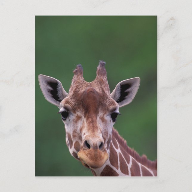Carte Postale Afrique, Kenya, Ranch Impala. Réticulé (Devant)