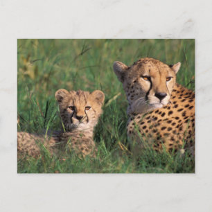 Carte Postale Afrique, Kenya, Réserve de gibier Masai Mara. Guép