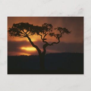 Carte Postale Afrique, Kenya, Réserve de Masai Mara, Décor