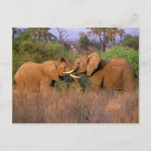 Carte Postale Afrique, Kenya, Samburu. Défi des éléphants