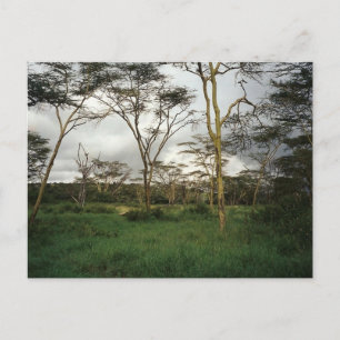 Carte Postale Afrique Kenya terre sauvage
