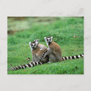 Carte Postale Afrique, Madagascar, Antananarivo, Tsimbazaza