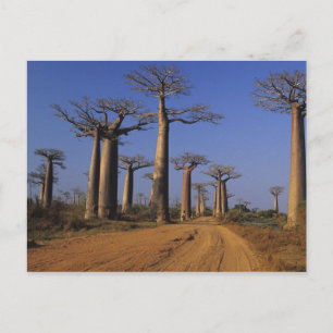 Carte Postale Afrique, Madagascar, Morondava, Avenue des Baobabs