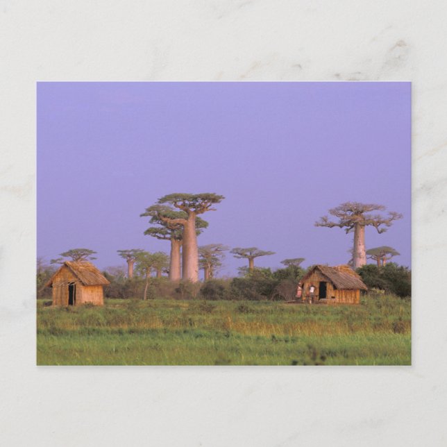 Carte Postale Afrique, Madagascar, Morondava. Baobabs (Devant)