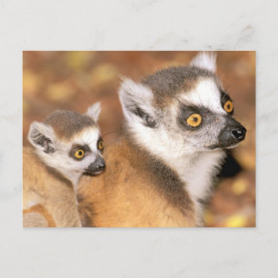 Carte Postale Afrique, Madagascar, Réserve privée de Berenty.