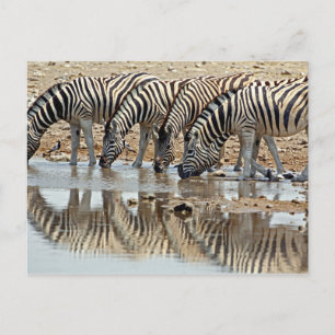 Carte Postale Afrique, Namibie, Etosha NP. Zebra de Burchell