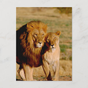 Carte Postale Afrique, Namibie, Okonjima. Lion & Lion