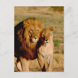 Carte Postale Afrique, Namibie, Okonjima. Lion & lionne