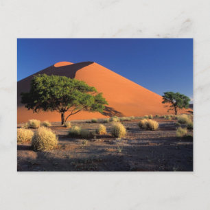 Carte Postale Afrique, Namibie, Parc Namib-Naukluff, Sossosvlei