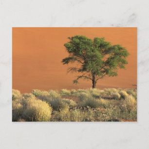 Carte Postale Afrique, Namibie, Parc national du Namib, Sossusvl