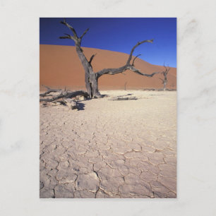Carte Postale Afrique, Namibie, région de Sossusvlei. Dunes de s