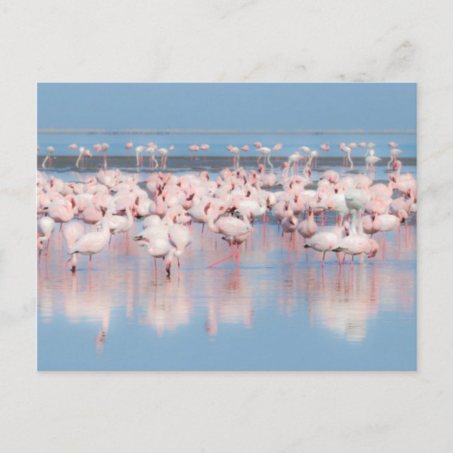 Carte Postale Afrique, Namibie, Walvis Bay (Devant)