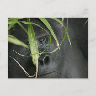 Carte Postale Afrique, Ouganda, Bwindi