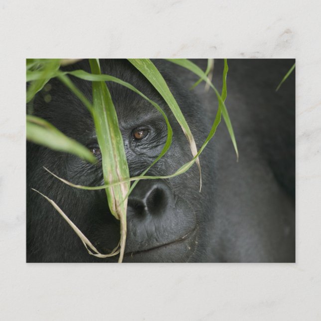 Carte Postale Afrique, Ouganda, Bwindi (Devant)