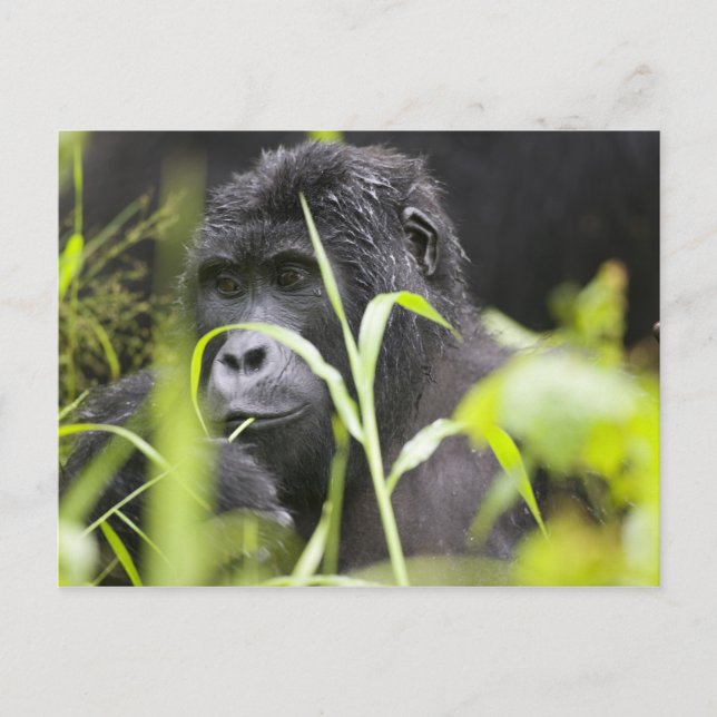 Carte Postale Afrique Ouganda, Bwindi (Devant)