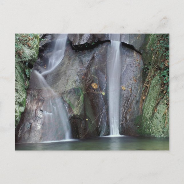 Carte Postale Afrique, Ouganda, Forêt tropicale impénétrable de  (Devant)
