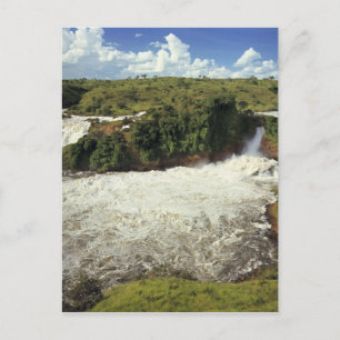 Carte Postale Afrique, Ouganda, Murchison Falls NP. L'épouvantai