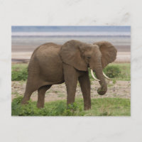 Afrique. Tanzanie. Éléphant au lac Manyara NP.