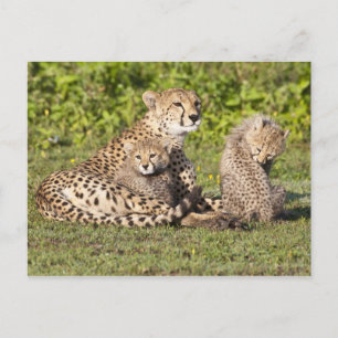 Carte Postale Afrique. Tanzanie. Guépierre mère et petits 2