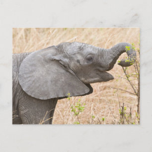 Carte Postale Afrique. Tanzanie. Jeune éléphant à Tarangire
