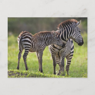 Carte Postale Afrique. Tanzanie. Mère et bébé zèbre commun