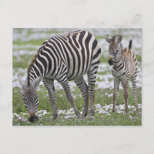 Carte Postale Afrique. Tanzanie. Mère et jeune zèbre