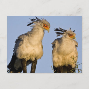 Carte Postale Afrique. Tanzanie. Messagers serpents à Ndutu