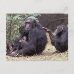 Carte Postale Afrique, Tanzanie, Parc national de Gombe femelle 