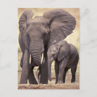 Carte Postale Afrique, Tanzanie, Parc national de Tarangire. 2