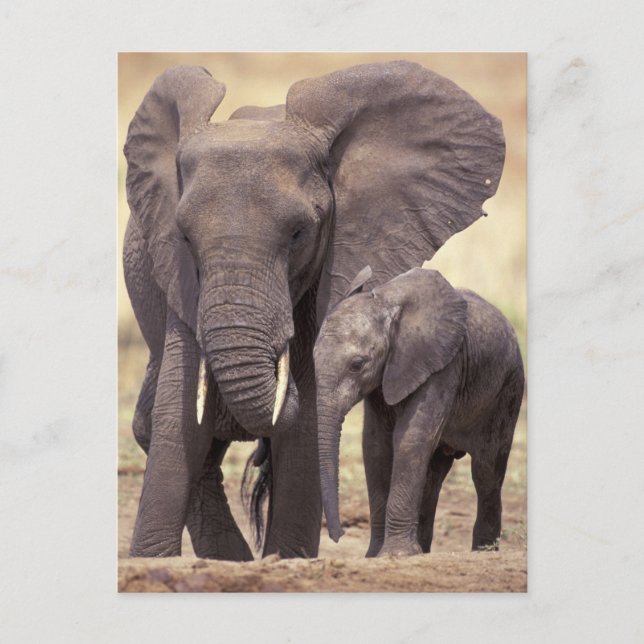 Carte Postale Afrique, Tanzanie, Parc national de Tarangire. 2 (Devant)