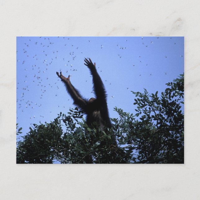 Carte Postale Afrique, Tanzanie, Parties scintillant atteint (Devant)