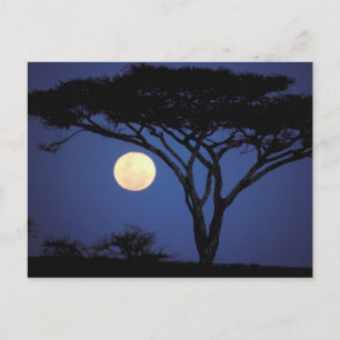 Carte Postale Afrique, Tanzanie, Tarangire. Arbre d'acacia dans
