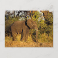 Afrique, Zimbabwe, Parc national des chutes Victor