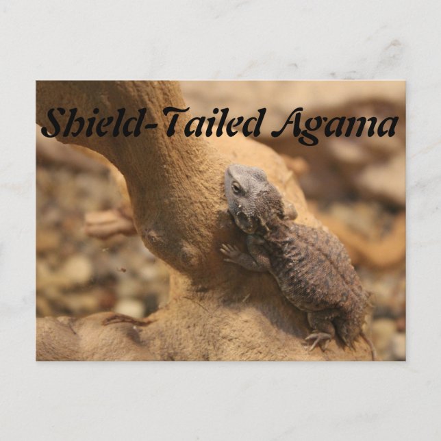Carte Postale Agama à chenilles (Devant)