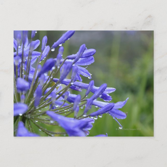 Carte Postale Agapanthus praecox, communément appelé (Devant)