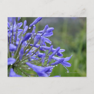 Carte Postale Agapanthus praecox, communément appelé