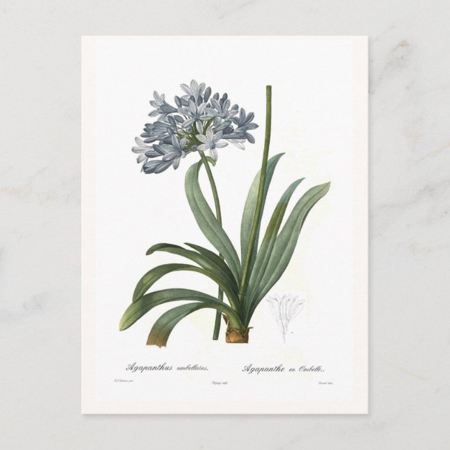 Carte Postale Agapanthus umbellatus (Devant)