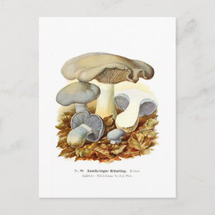 Carte Postale Agaricus bicolore